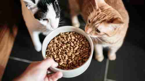 What is the Best Homemade Food For Cats
